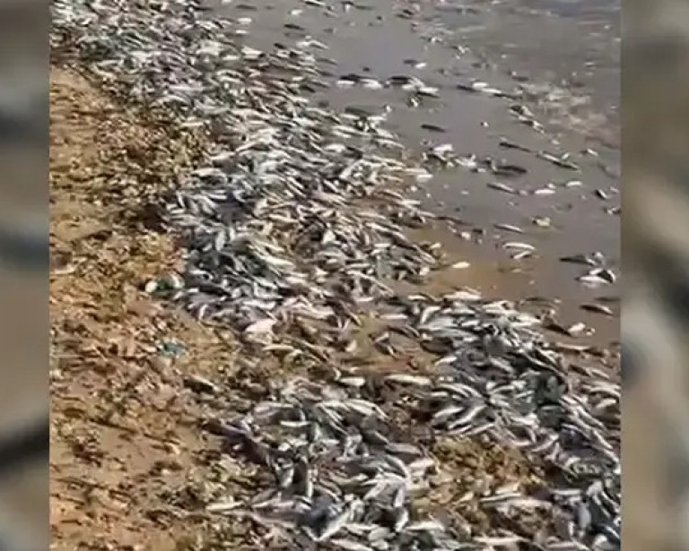 Milas’ta binlerce ölü balık kıyıya vurdu 